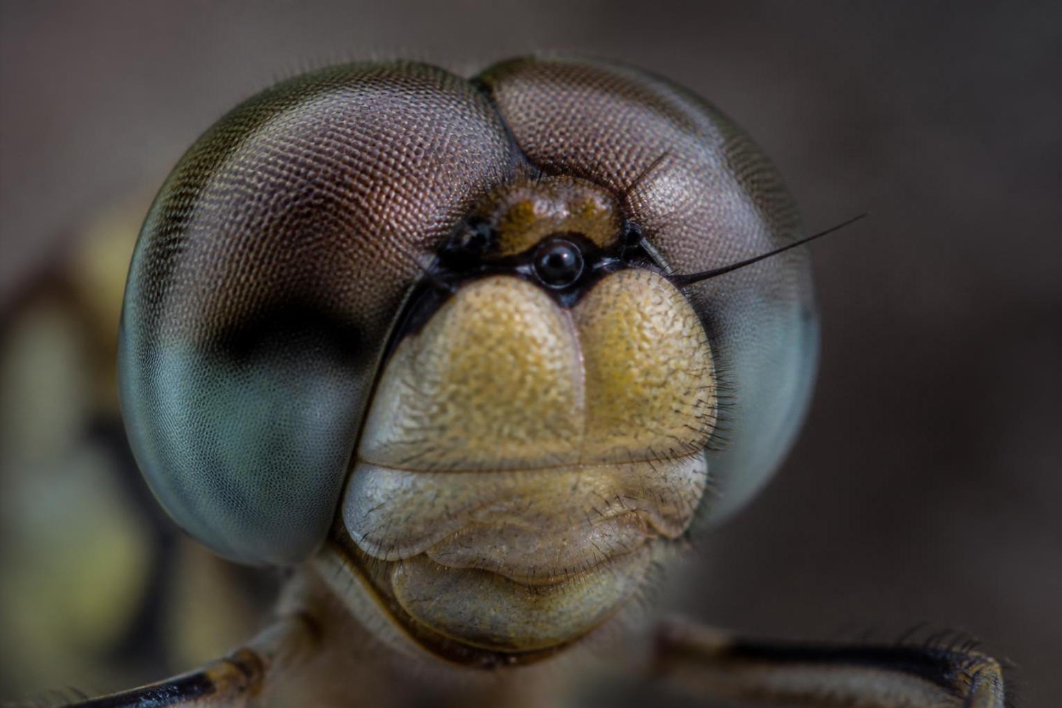 découvrez la super macro en photographie grâce à nos techniques et astuces pour capturer des détails incroyables et réaliser des photos époustouflantes.