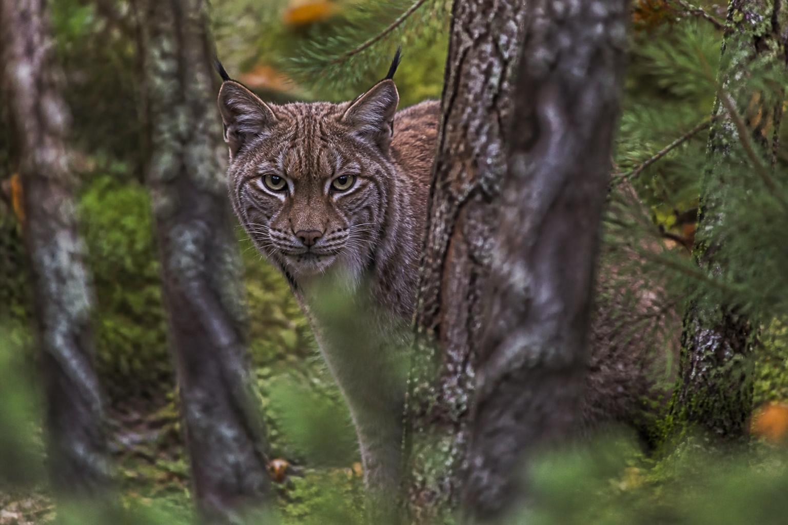 découvrez une exposition photo captivante à la chevrol, qui vous invite à plonger au cœur de l’intimité de la faune sauvage à travers des images remarquables.