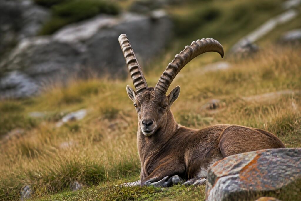 découvrez une exposition photo captivante à la chevrol, plongeant au cœur de l’intimité de la faune sauvage à travers des images exceptionnelles.