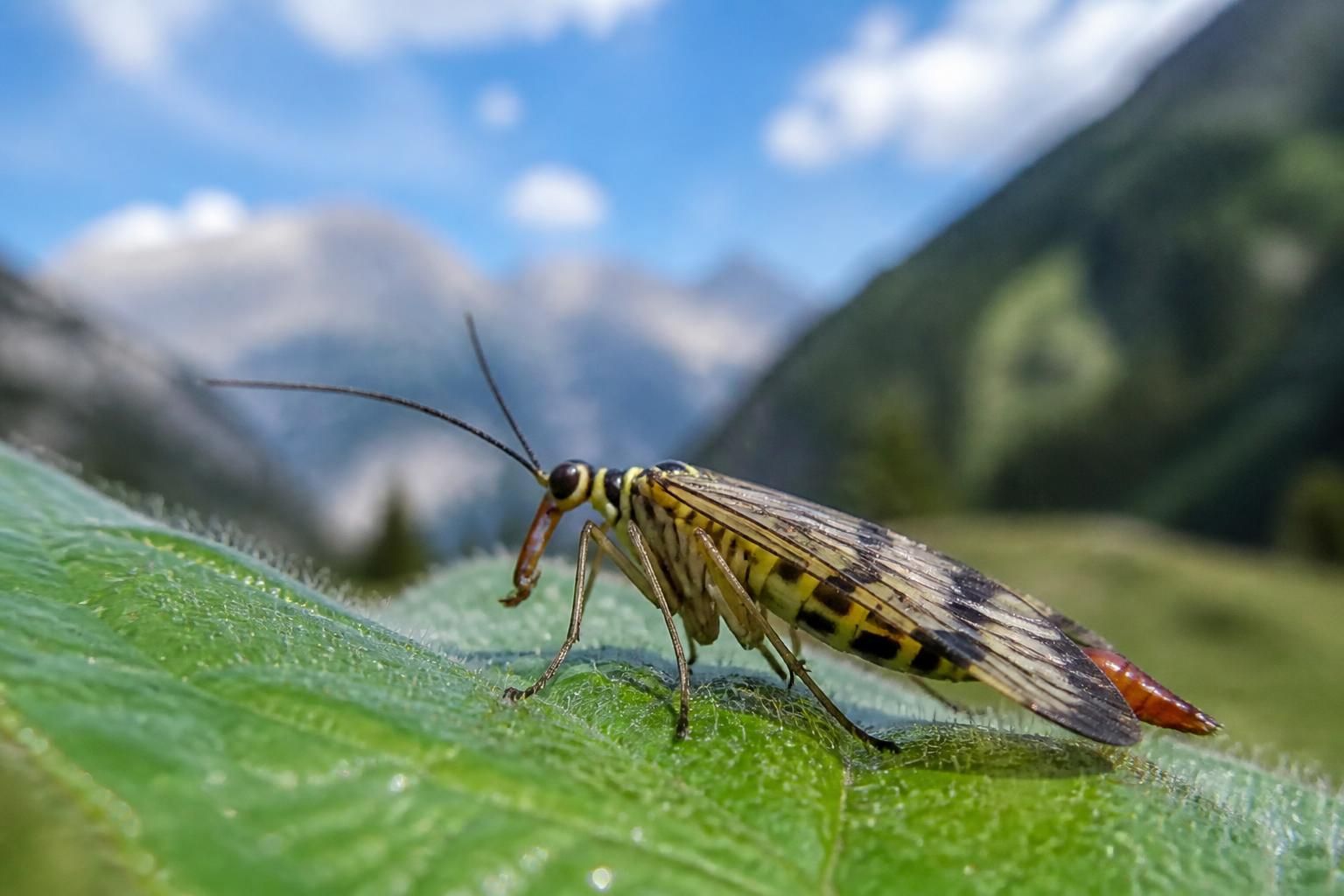 découvrez les rencontres étonnantes en savoie avec des insectes méconnus, révélant un monde fascinant et mystérieux jusqu'alors inconnu.