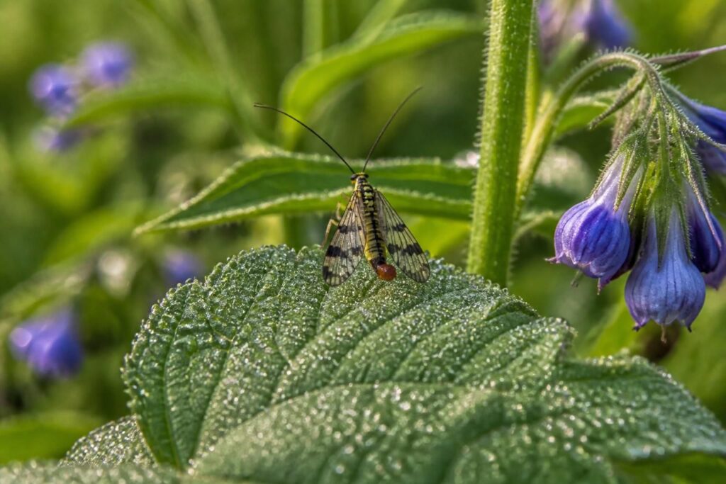 découvrez le récit fascinant d'une rencontre avec des insectes méconnus en savoie, révélant un monde naturel surprenant et peu exploré.