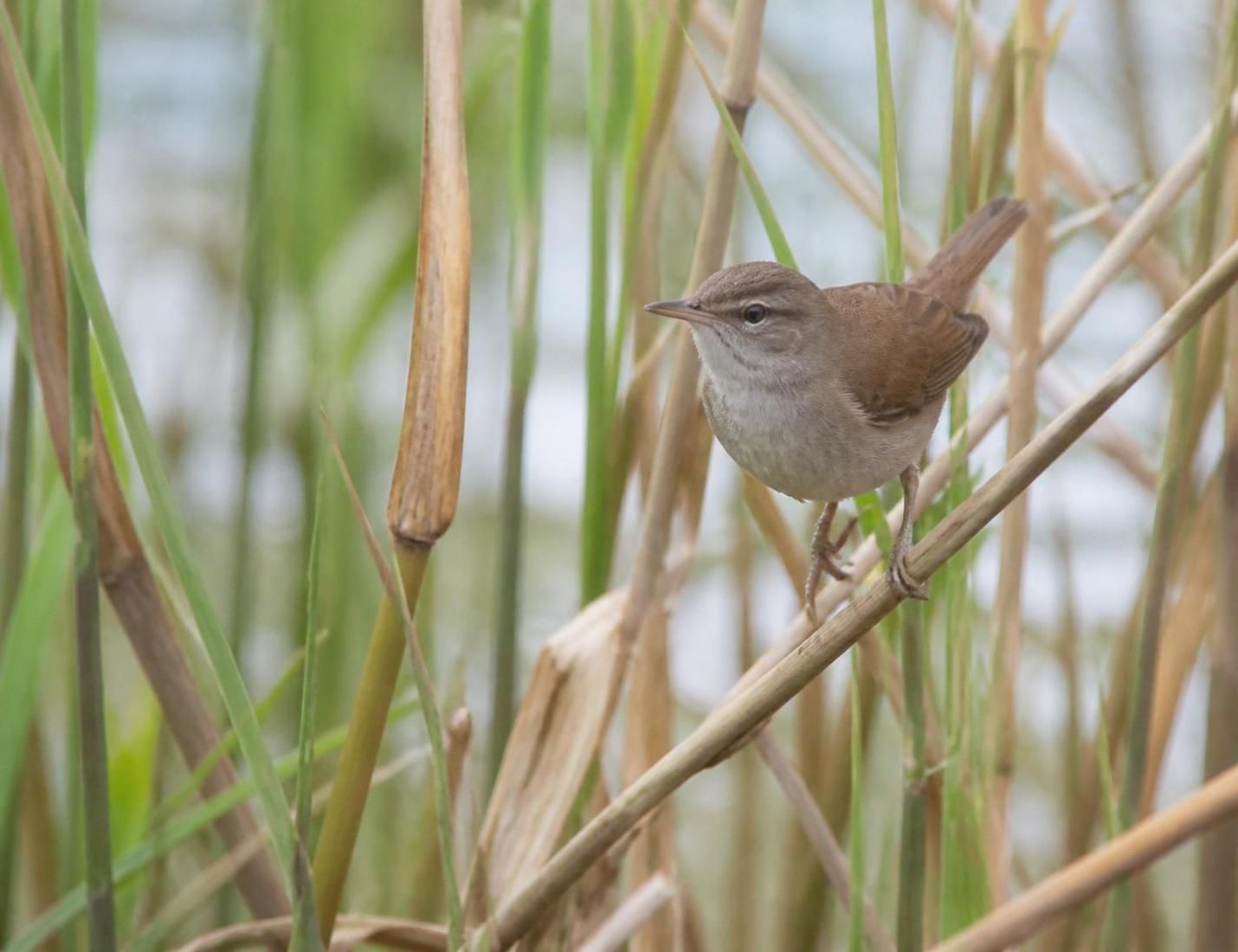 à rennes, observez cet oiseau au chant puissant et à l’apparence furtive, véritable maître de la discrétion pour des photos naturelles et authentiques.