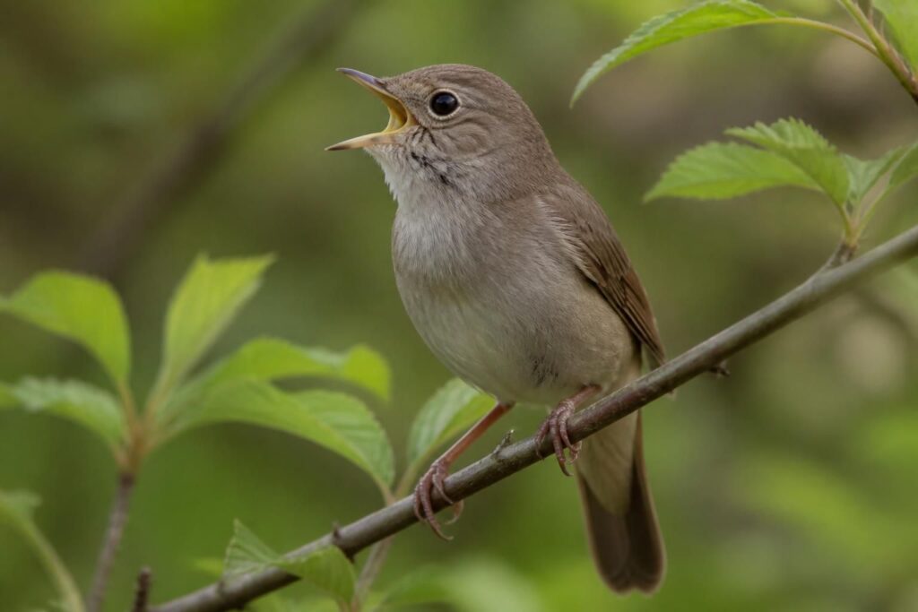à rennes, observez un oiseau au chant puissant et à l’apparence furtive, expert en discrétion photographique, pour une expérience ornithologique exceptionnelle.