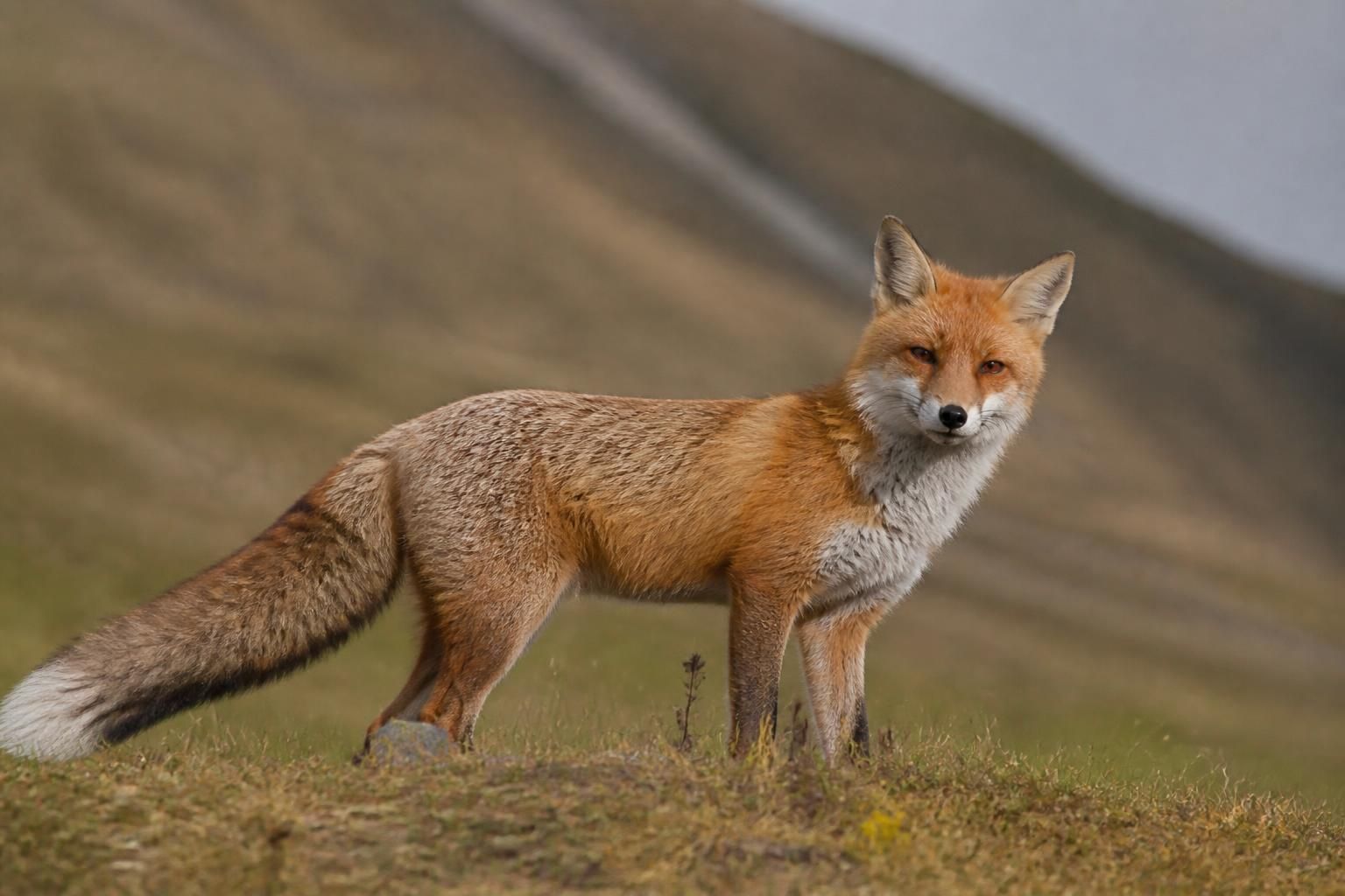 Aux Rencontres de la photographie dâArles : « ModĂšle animal », un voyage Ă travers deux siĂšcles dâobservation des bĂȘtes 7 dĂ©couvrez « modĂšle animal » aux rencontres de la photographie dâarles, une exposition captivante qui explore deux siĂšcles dâobservation artistique des animaux Ă travers des images saisissantes.