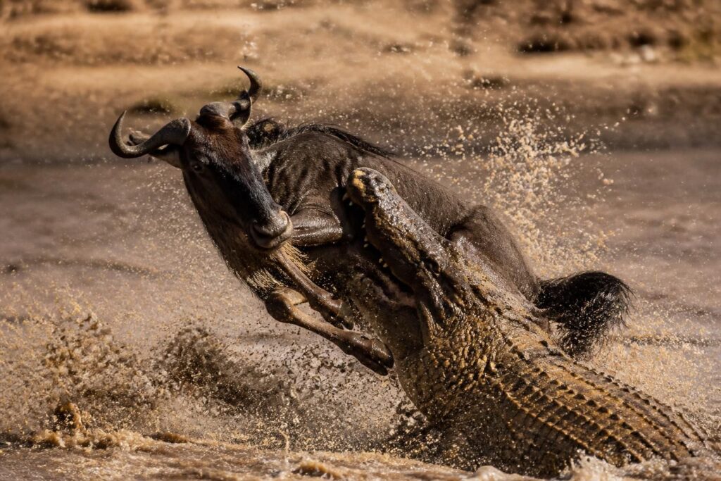 découvrez les clichés les plus étranges, drôles et tendus du célèbre concours de photographie qui captivent l'attention et racontent des histoires uniques.