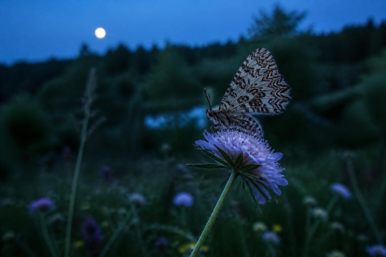 découvrez maen-roch et explorez l'univers fascinant et énigmatique des papillons de nuit, entre mystère et beauté envoûtante.