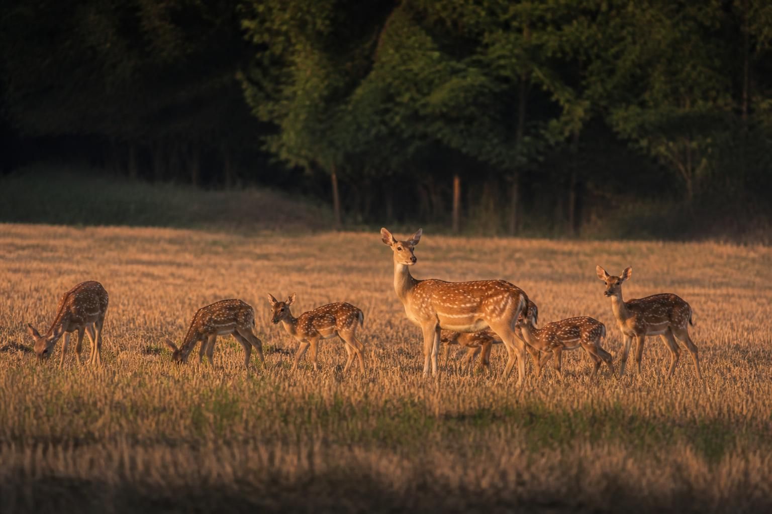 Un photographe réussit à immortaliser un troupeau de biches dans la Marne, aux abords de Montmirail 6 un photographe capture avec succès un magnifique troupeau de biches dans la région de la marne, près de montmirail, offrant une scène naturelle et émouvante.
