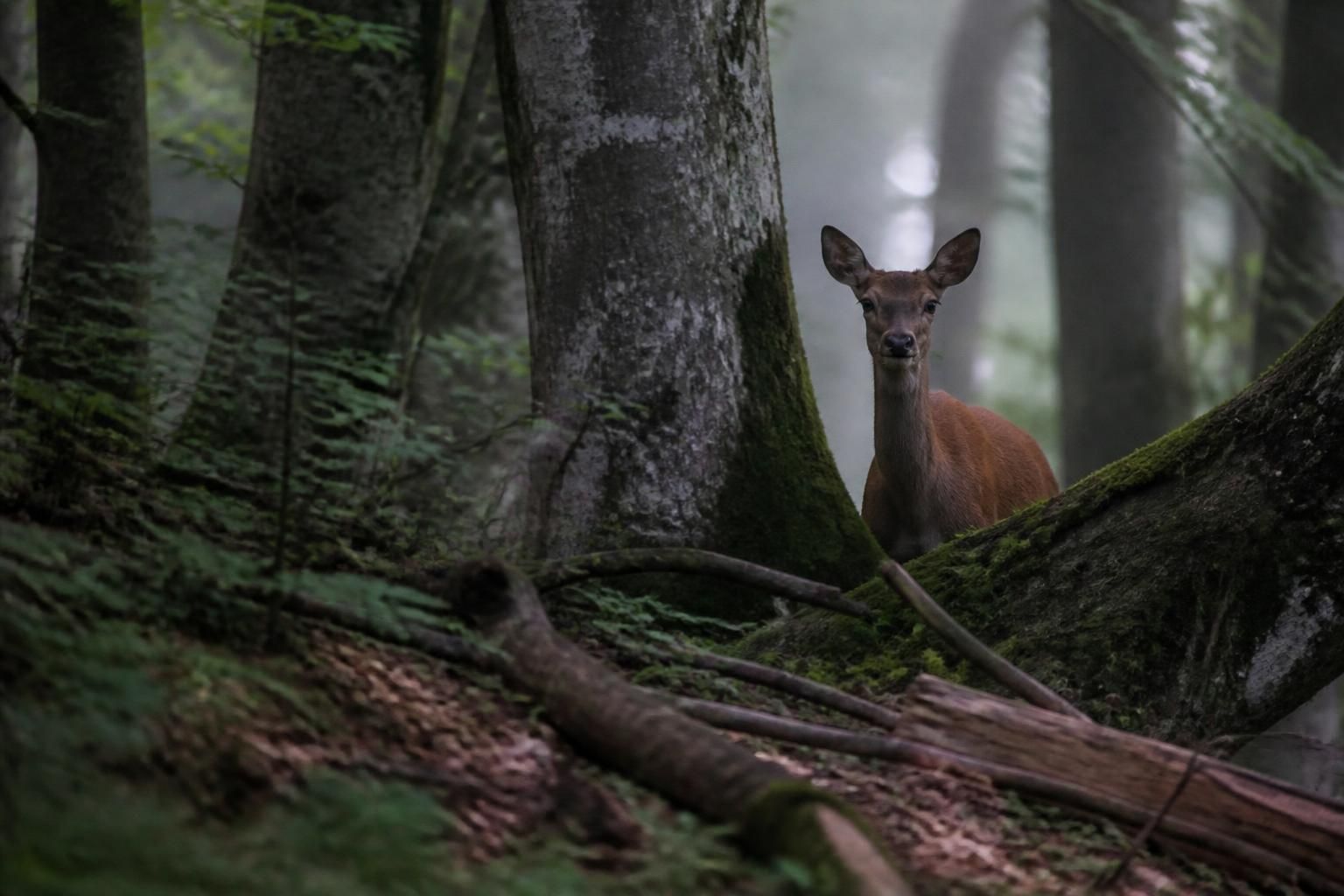 À l'affût de la nature : Conférence immersive sur la photographie de la vie sauvage à Saint-Julien 7 découvrez les secrets de la photographie de la vie sauvage lors de notre conférence immersive à saint-julien. plongez au cœur de la nature et apprenez à capturer ses moments les plus authentiques.