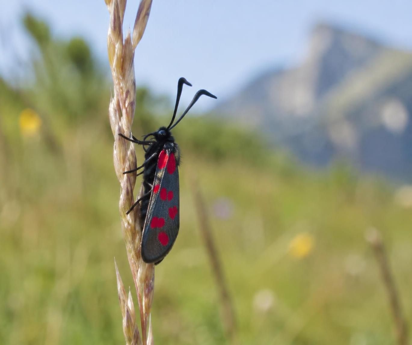 à lannemezan, les petites bêtes sont à l’honneur : découvrez un événement qui met en lumière leur diversité et leur importance.