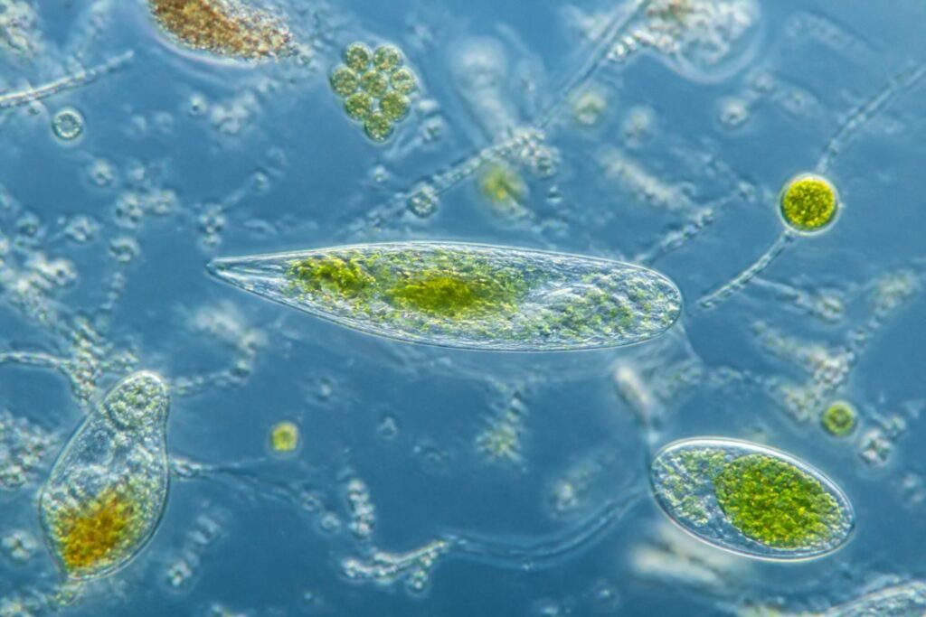 découvrez des images captivantes de particules menacées de disparition, bien plus que de simples photos : une plongée visuelle unique dans un univers fragile et fascinant.