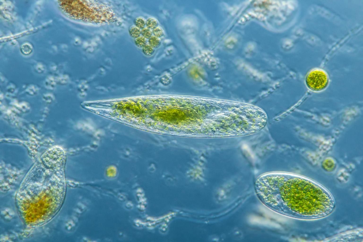 découvrez des images captivantes de particules menacées de disparition, bien plus que de simples photos : une plongée visuelle unique dans un univers fragile et fascinant.