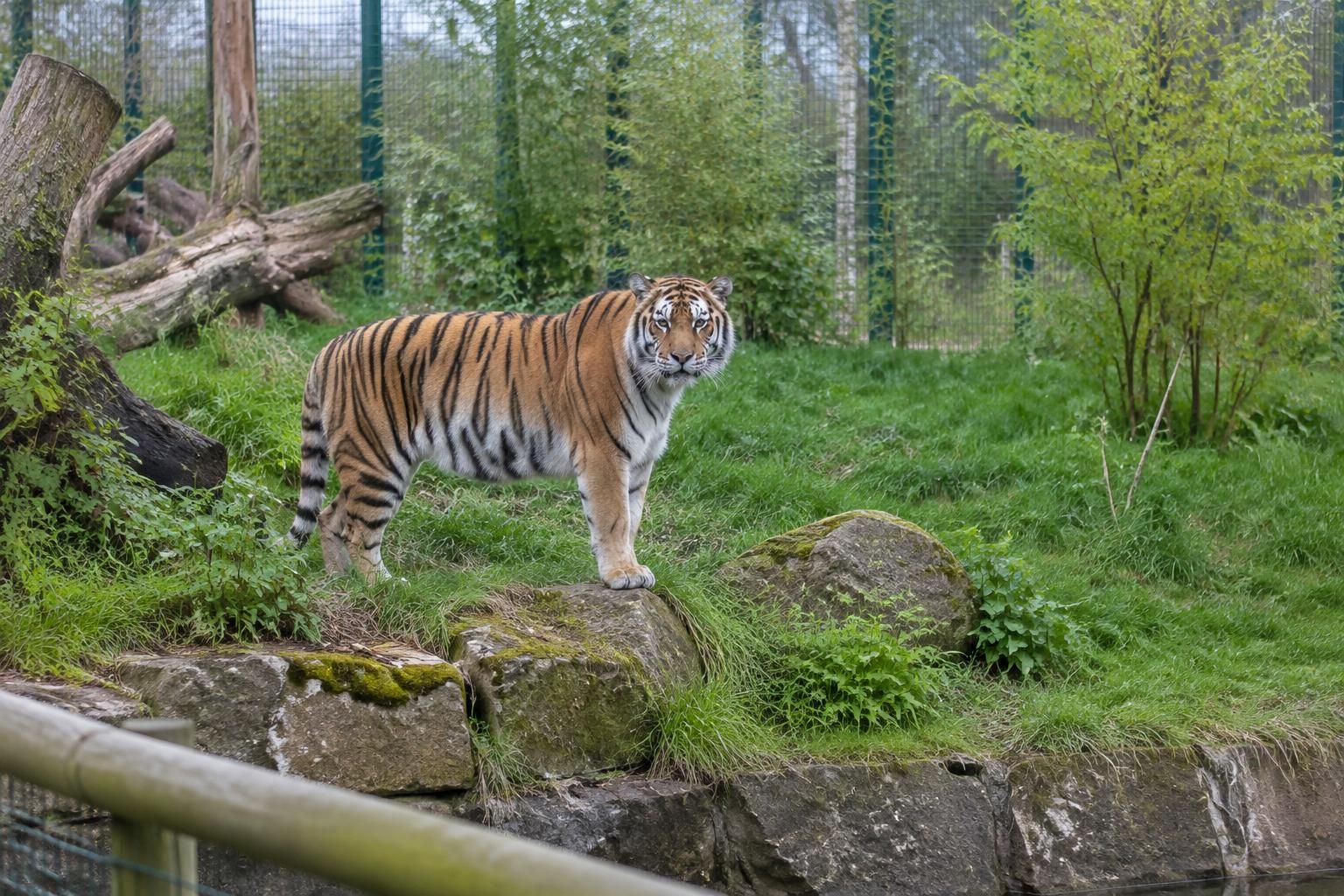 avant d’entrer dans l’enclos d’un tigre, un homme demande à un couple de le photographier. un geste qui précède un dénouement tragique.