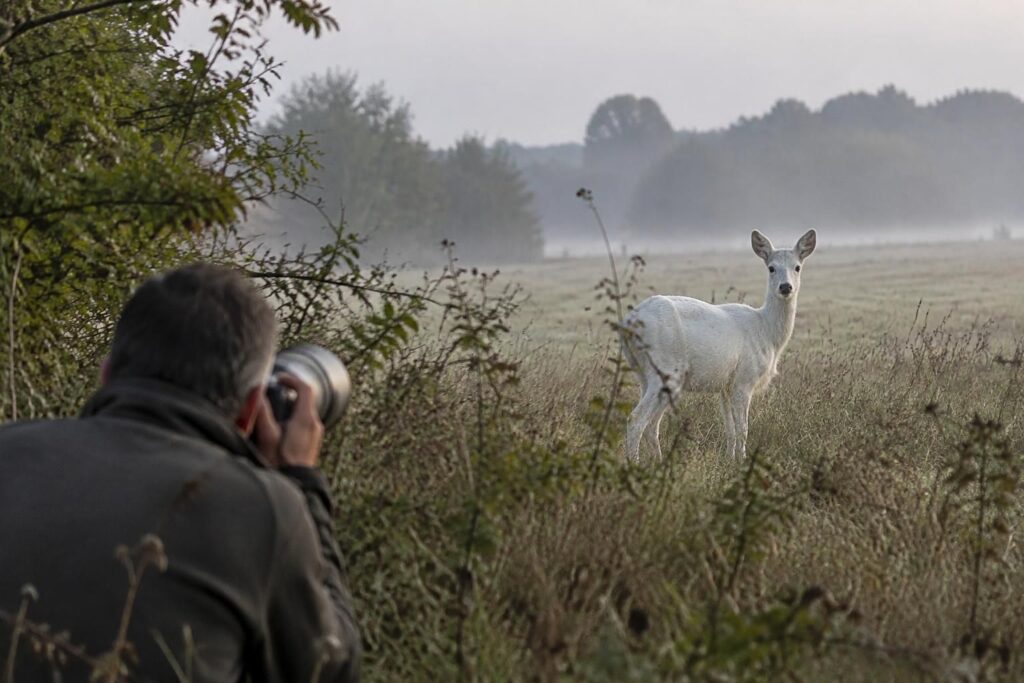près de montmirail, marc bérat a photographié pour la deuxième fois un chevreuil d’une blancheur exceptionnelle, une rencontre rare et fascinante.